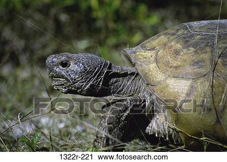 Stock Image - Close-up of a Gopher Tortoise, Florida, USA. Fotosearch