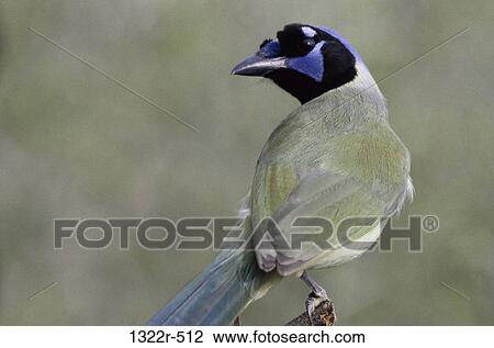 Stock Image - Close-up of a Green Jay. Fotosearch