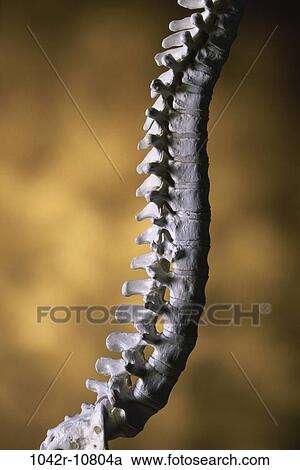 Stock Image - Close-up of a human spine. Fotosearch