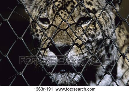 Stock Image - Close-up of a jaguar behind a chain-link fence. Fotosearch