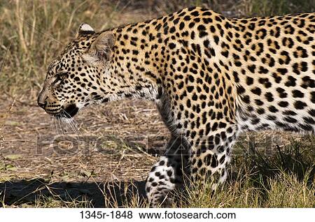 Close-up of a leopard (Panthera pardus), Savuti Channel, Linyanti, Botswana View Large Photo Image Stock Photo - Close-up of a leopard (Panthera pardus), Savuti Channel, Linyanti, Botswana. Fotosearch