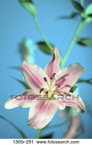 Stock Image - Close-up of a lily flower. Fotosearch