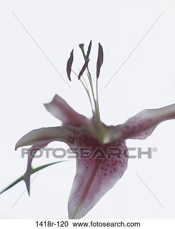 Close-up of a lily View Large Photo Image Stock Image - Close-up of a lily. Fotosearch