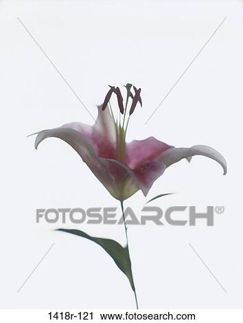 Close-up of a lily View Large Photo Image Stock Image - Close-up of a lily. Fotosearch