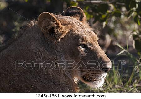 Close-up of a lion (Panthera leo), Savuti Channel, Linyanti, Botswana View Large Photo Image Stock Image - Close-up of a lion (Panthera leo), Savuti Channel, Linyanti, Botswana. Fotosearch