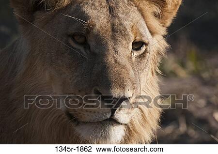 Close-up of a lion (Panthera leo), Savuti Channel, Linyanti, Botswana View Large Photo Image Stock Image - Close-up of a lion (Panthera leo), Savuti Channel, Linyanti, Botswana. Fotosearch