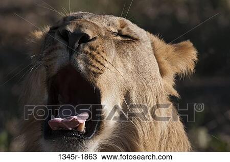 Close-up of a lion (Panthera leo) yawning, Savuti Channel, Linyanti, Botswana View Large Photo Image Stock Image - Close-up of a lion (Panthera leo) yawning, Savuti Channel, Linyanti, Botswana. Fotosearch