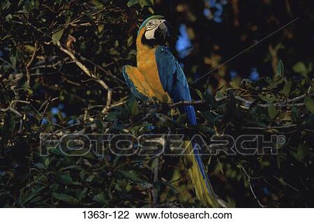Close-up of a macaw on a tree View Large Photo Image Stock Image - Close-up of a macaw on a tree. Fotosearch