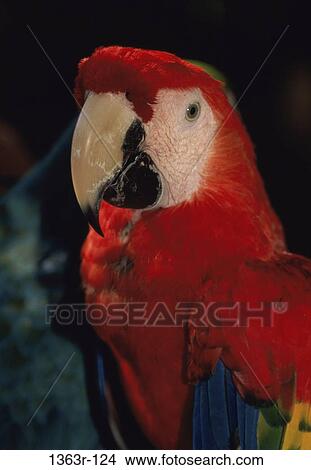 Close-up of a macaw View Large Photo Image Picture - Close-up of a macaw. Fotosearch