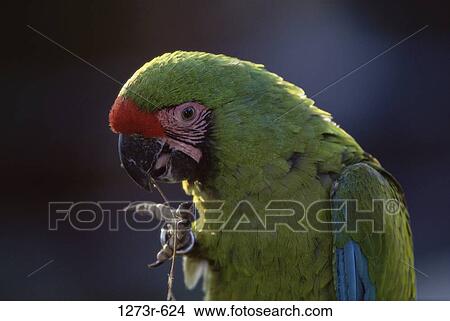 Close-up of a Military Macaw View Large Photo Image Picture - Close-up of a Military Macaw. Fotosearch