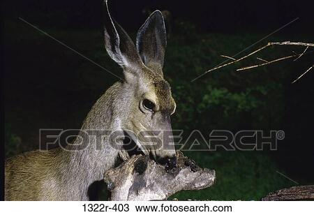 Close-up of a Mule Deer (Odocoileus hemionous) View Large Photo Image Stock Image - Close-up of a Mule Deer (Odocoileus hemionous). Fotosearch