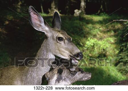 Stock Photo - Close-up of a Mule Deer, Oregon, USA (Odocoileus hemionous). Fotosearch