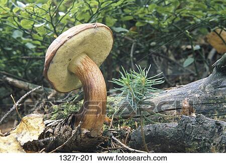 Close-up of a mushroom View Large Photo Image Stock Image - Close-up of a mushroom. Fotosearch