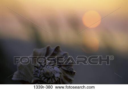 Close-up of a Nautilus shell View Large Photo Image Stock Image - Close-up of a Nautilus shell. Fotosearch