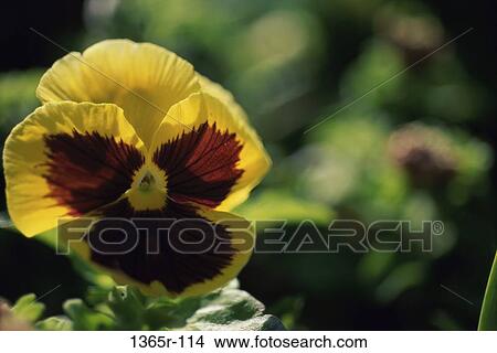 Close-up of a pansy View Large Photo Image Picture - Close-up of a pansy. Fotosearch