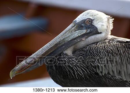 Close-up of a pelican, Los Roques National Park, Los Roques, Venezuela View Large Photo Image Stock Image - Close-up of a pelican, Los Roques National Park, Los Roques, Venezuela. Fotosearch