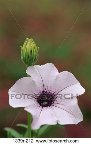 Stock Image - Close-up of a petunia. Fotosearch