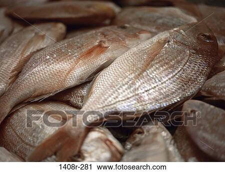 Close-up of a pile of raw fish View Large Photo Image Stock Image - Close-up of a pile of raw fish. Fotosearch