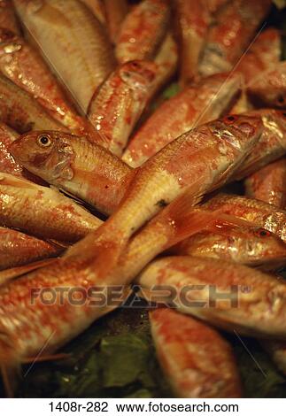 Close-up of a pile of raw fish View Large Photo Image Stock Image - Close-up of a pile of raw fish. Fotosearch