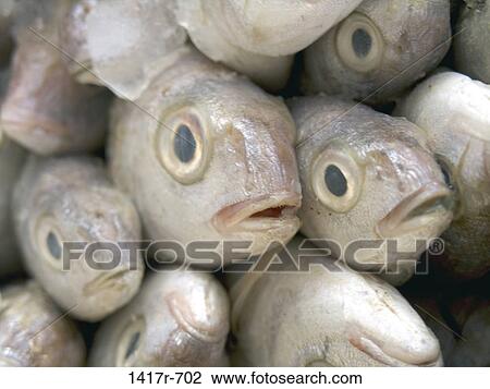 Close-up of a pile of raw fish View Large Photo Image Stock Image - Close-up of a pile of raw fish. Fotosearch