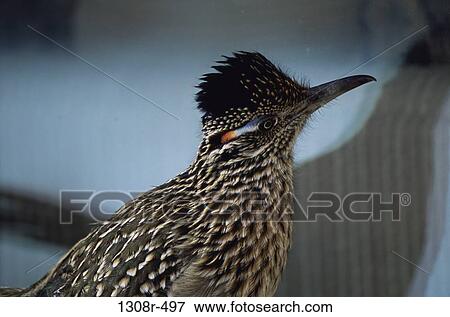 Stock Photo - Close-up of a roadrunner. Fotosearch
