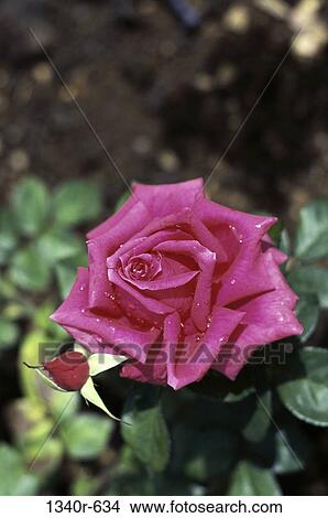 Close-up of a rose plant View Large Photo Image Picture - Close-up of a rose plant. Fotosearch