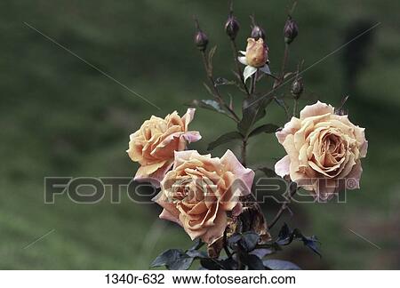 Close-up of a rose plant View Large Photo Image Stock Image - Close-up of a rose plant. Fotosearch
