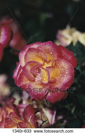 Close-up of a rose plant View Large Photo Image Stock Image - Close-up of a rose plant. Fotosearch