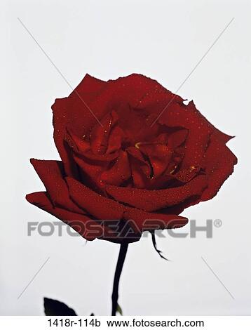 Close-up of a rose View Large Photo Image Stock Image - Close-up of a rose. Fotosearch