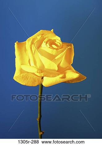 Close-up of a rose View Large Photo Image Stock Photo - Close-up of a rose. Fotosearch