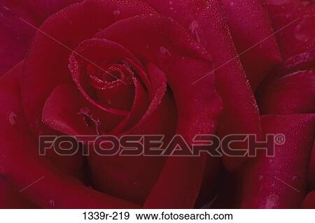 Stock Photo - Close-up of a rose. Fotosearch