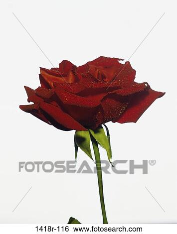 Close-up of a rose View Large Photo Image Stock Photograph - Close-up of a rose. Fotosearch