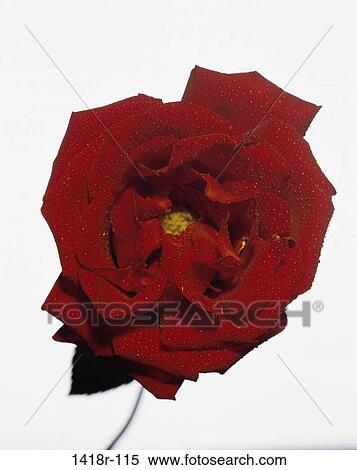 Stock Photography - Close-up of a rose. Fotosearch
