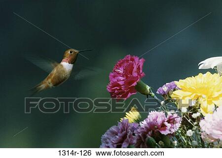 Close-up of a Rufous Hummingbird View Large Photo Image Stock Photograph - Close-up of a Rufous Hummingbird. Fotosearch
