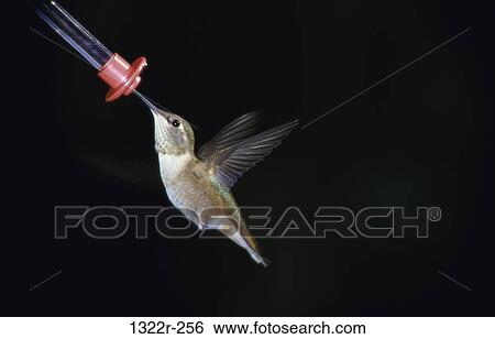 Close-up of a Rufous Hummingbird View Large Photo Image Stock Photograph - Close-up of a Rufous Hummingbird. Fotosearch