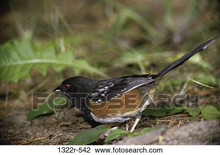 Stock Image - Close-up of a Rufous-Sided Towhee. Fotosearch
