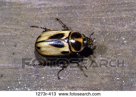 Close-up of a Scarab, Chicaque, Colombia (Scarabaeus) View Large Photo Image Stock Image - Close-up of a Scarab, Chicaque, Colombia (Scarabaeus). Fotosearch
