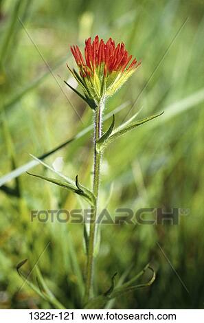 Close-up of a Scarlet Paintbrush flower, Oregon, USA View Large Photo Image Stock Image - Close-up of a Scarlet Paintbrush flower, Oregon, USA. Fotosearch