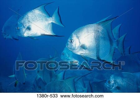 Close-up of a school of Atlantic Spadefish swimming underwater (Chaetodipterus faber) View Large Photo Image Stock Image - Close-up of a school of Atlantic Spadefish swimming underwater (Chaetodipterus faber). Fotosearch