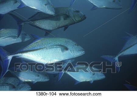Close-up of a school of Jack Fish View Large Photo Image Picture - Close-up of a school of Jack Fish. Fotosearch