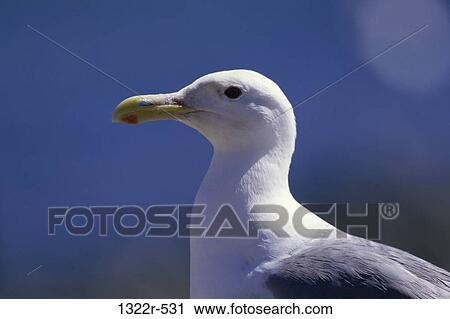 Stock Image - Close-up of a seagull (Larus Argentatus). Fotosearch