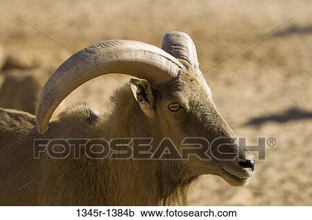 Close-up of a sheep, Erg Awbari, Fezzan, Libya View Large Photo Image Stock Image - Close-up of a sheep, Erg Awbari, Fezzan, Libya. Fotosearch