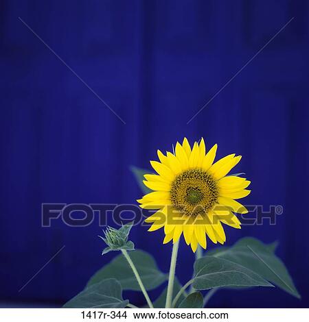 Close-up of a sunflower View Large Photo Image Picture - Close-up of a sunflower. Fotosearch