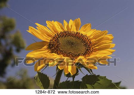 Stock Image - Close-up of a sunflower. Fotosearch