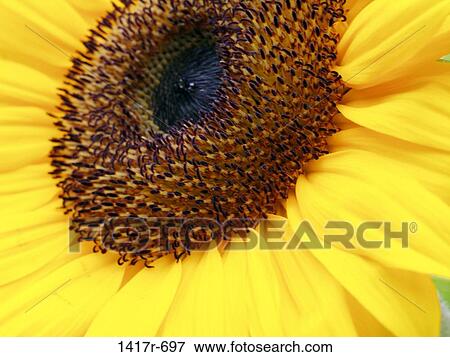 Close-up of a sunflower View Large Photo Image Stock Photo - Close-up of a sunflower. Fotosearch