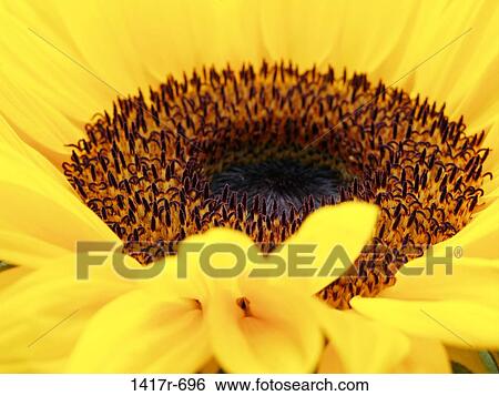 Stock Photograph - Close-up of a sunflower. Fotosearch