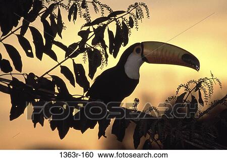 Close-up of a toucan View Large Photo Image Stock Image - Close-up of a toucan. Fotosearch