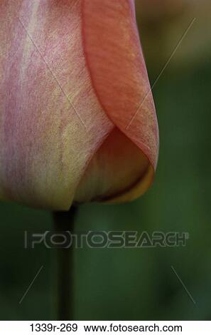 Close-up of a tulip petal View Large Photo Image Stock Photo - Close-up of a tulip petal. Fotosearch