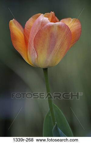 Close-up of a tulip View Large Photo Image Stock Photo - Close-up of a tulip. Fotosearch
