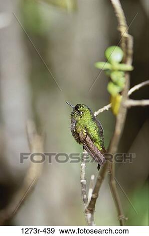 Stock Photo - Close-up of a Tyrian Metaltail Hummingbird, Iguaque, Colombia. Fotosearch